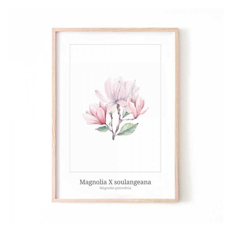 E-shop Biely kvetinový plagát s motívom magnólie